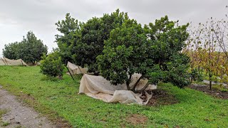 Lucuma Pouteria lucuma Lychee Litschi sinensis collection La Mayora Spain [upl. by Bough]