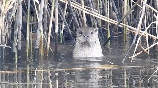 Nutria europea pescando y jugando con su cría Grijota Palencia [upl. by Peih982]