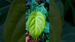 beauty of anthurium plants anthuriumkupinggajah anthuriumhybrid aroidindonesia nature [upl. by Una589]