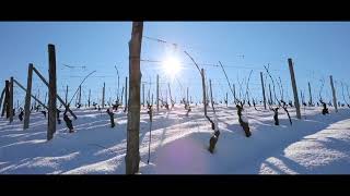 Duchessa Lia  I nostri vigneti in inverno [upl. by Yrrak]