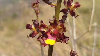 Cyrtopodium paviflorum e muito maismais um passeio na majestosa 🥰natureza orquídeas orquideas [upl. by Nnylirej104]