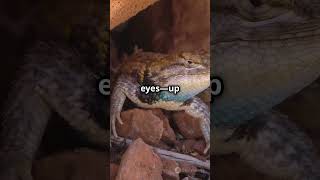 Horned Lizards Wild Defense Mechanism shorts hornedlizard [upl. by Oderfliw]