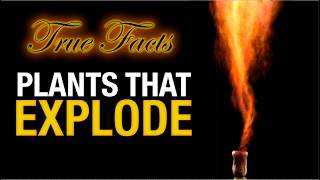 True Facts Plants That Explode [upl. by Ebeohp]