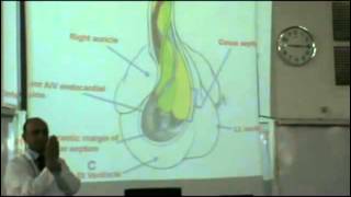 Embryology  Dr Sherif Fahmy CVS part 2 [upl. by Fen]