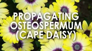 Propagating Osteospermum Cape Daisy How to Propagate [upl. by Seyler]