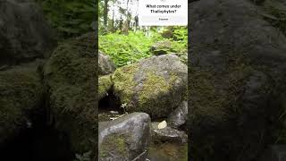 Thallophytes bryophytes biology botany algae bryophyta facts bioscience science viralvideo [upl. by Shanleigh696]