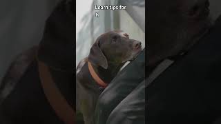 Loud Noise Phobia in Dogs Tips to Help Your Pup Stay Calm doglovers pets dogbreed [upl. by Salkcin325]