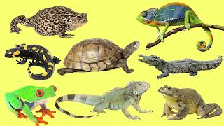 Learning Amphibians and Reptiles for Kids in English Vocabulary and Sounds [upl. by Ezarra326]