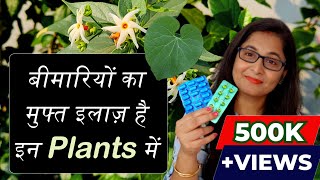 🔴💊 7 Medicinal Plants their uses for Healthy Life  Ayurvedic Plants gardening ayurvedicplants [upl. by Harac]