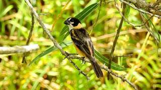 CANTO DO COLEIRODOBREJO SPOROPHILA COLLARIS RUSTYCOLLARED SEEDEATER COLEIRADOSERTÃO [upl. by Korb104]