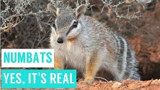 NUMBATS are shy animals compilations [upl. by Anrahc]