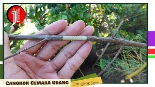 Proses LENGKAP Cara Cangkok Susun Bahan Bonsai Cemara Udang  Casuarina Equisetifolia [upl. by Mamie]