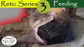 🟢Reticulated Python Diet and Feeding [upl. by Kila169]