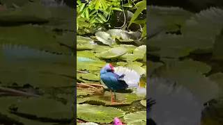 කොළඹ මැද පිහිටි පරාදීසය DIYASARU PARK THALAWATHUGODA 4k nature paradise diyasaru wetlandpark [upl. by Anehs]