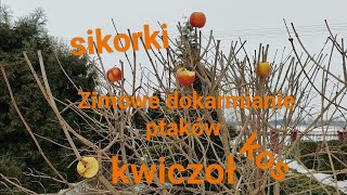 Zimowe dokarmianie ptaków Kwiczoł sikorki kos [upl. by Hinson]