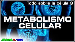 Metabolismo celular  anabolismo y catabolismo Todo sobre la Célula 3 Biología [upl. by Sladen204]