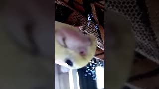 cockatiels cockatielsing birds parrot [upl. by Aryamo238]