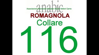 ROMAGNOLA  COLLARE 116 IT039990058341 [upl. by Obau]