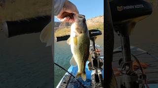 Fall Fishing at Lake Mead Nevada lakemead kayakbassfishing bassfishing lakemead fishing [upl. by Brelje]