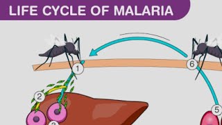 plasmodium vivax life cycle in man [upl. by Elodia]