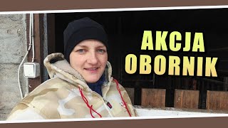 Akcja obornik [upl. by Ingham]