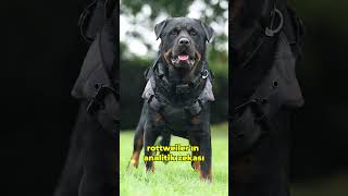 Cane Corso vs Rottweiler Sizce Kim Kazanır [upl. by Lamprey]