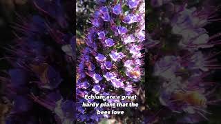 Bees love Echium and they are nice hardy plants bees echium flowers honeybees [upl. by Rimola]