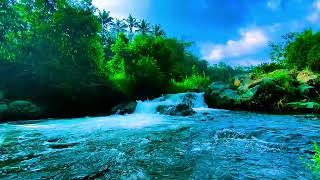 Forest River amp Birds Symphony  Ultimate Nature Sounds for Deep Relaxation and Peaceful Sleep [upl. by Wordoow]