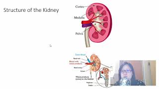 Chap 14 Part 2 Osmoregulation  Cambridge ALevel 9700 Biology [upl. by Amirak969]