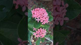 Ixora flowersthechi poovu beautiful ixora flower garden flowersshort [upl. by Griffy]