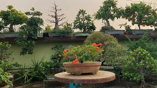 Making a pomegranate Bonsai tree Terrace Garden Bonsai Garden Tourbonsai plants gardeningviral [upl. by Etnuahc]