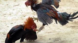 Pelea De Gallos  Clave Efectiva quot2018quot Exclusivo [upl. by Uot850]