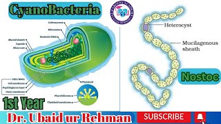 69 Characteristics of Cyanobacteria  Nostoc  Hormogonia  Akinetes  Class 11  Biology [upl. by Feerahs371]