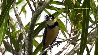 COLEIRODOBREJO casal chamando SPOROPHILA COLLARIS RUSTYCOLLARED SEEDEATER COLEIRADOSERTÃO [upl. by Siradal566]