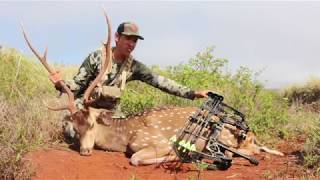 33 Inch quotMonstahquot Axis Buck  Lanai Hawaii Bowhunting [upl. by Yenettirb]