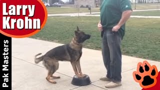 How to teach any dog a competition style heel [upl. by Abekam]