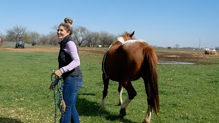 TRIMMING ALL THE MARES AND PONIES IN THE PASTURE [upl. by Annauj892]