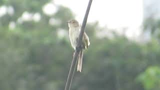 Plain Prinia Prinia inornata  Hua Jiang Wild Duck Nature Park Taipei Taiwan [upl. by Yerffej524]