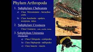 Biology 182 Arthropoda [upl. by Farlie]