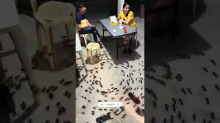 Funny Ants TikTok😍tiktok tiktokvideo philippines shorts funny gaming music travel comedy [upl. by Esile]