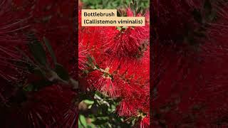 Callistemon viminalis Native Australian Hedge Plant [upl. by Afital391]