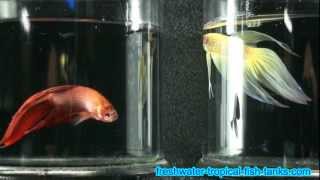 Tropical Fish  Betta splendens  SIamese Fighting Fish [upl. by Weldon]