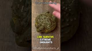 African Bullfrog│The Giant Predator That Survives Drought by Burrowing Underground [upl. by Thacher]