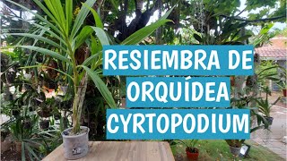 RESIEMBRA DE ORQUÍDEA CYRTOPODIUM [upl. by Roma]