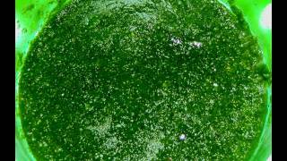 Cilantro Chutney Recipe Green Chutney [upl. by Millwater263]