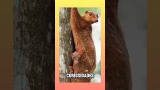 Los colugos algunas curiosidades sobre ellos animals [upl. by Clarinda]