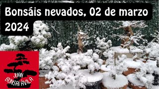 Bonsáis nevados otra vez nieve 02 de marzo 2024 [upl. by Annez279]