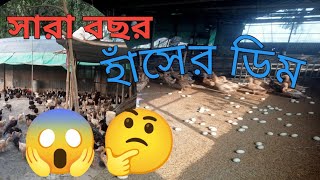 সারা বছর হাঁসের ডিম।হাঁস সর্বোচ্চ কত  ডিম দেয় Has palon [upl. by Ynnaej]