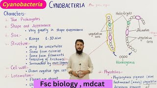 Cyanobacteria  structure and characteristics of cyanobacteria  class 11 [upl. by Carlyn]