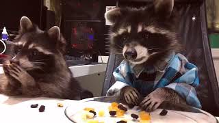 Raccoons in shirts eating biscuits [upl. by Reisch524]